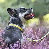 Hund 