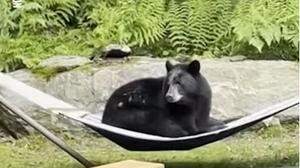Ein Schwarzbär machte es sich in der Hängematte bequem