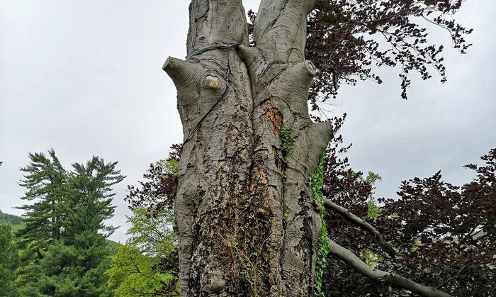 Brandkrustenpilzbefall am Stamm