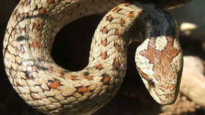 Die Schlingnatter ist ungiftig und für den Menschen völlig harmlos - wird aber häufig mit der Kreuzotter verwechselt