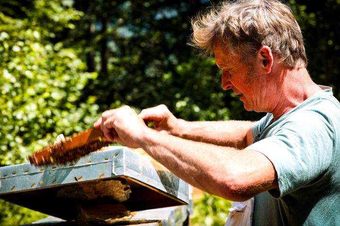 Mit 250 Bienenstöcken wandert Imker Gruber durch die Landschaft und produziert Akazien-, oder Kirschblütenhonig bis hin zu Waldlagenhonig vom Stuhleck