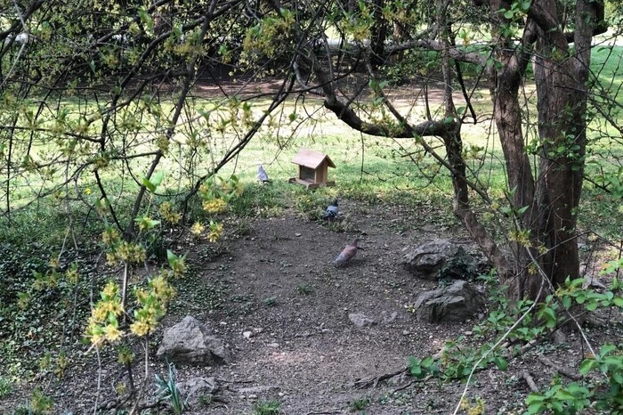 Während die Menschen ausbleiben, haben die Stadttauben im Park ein neues Zuhause gefunden.