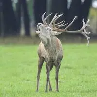 Wilderer tötete zwei Hirsche (Symbolfoto)