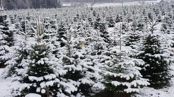 Christbaumwald in Furth.