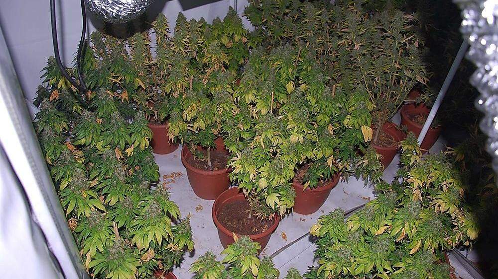 In Aufzuchtzelten (Symbolfoto) gedeihen die Cannabispflanzen