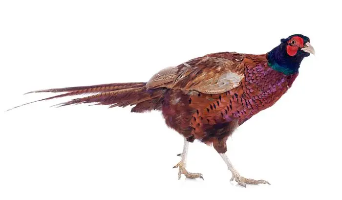 Male European Common Pheasant, Phasianus colchicus, in front of white background