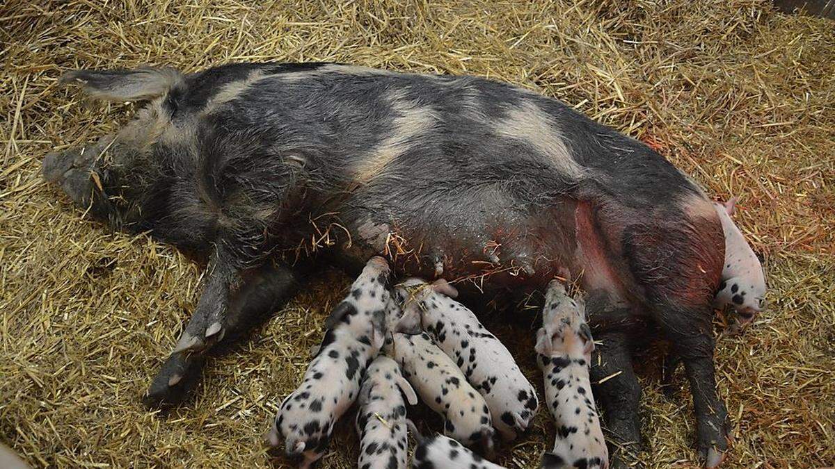 Turopolje-Mama Lena-Luise füttert grunzend ihre sieben Ferkel