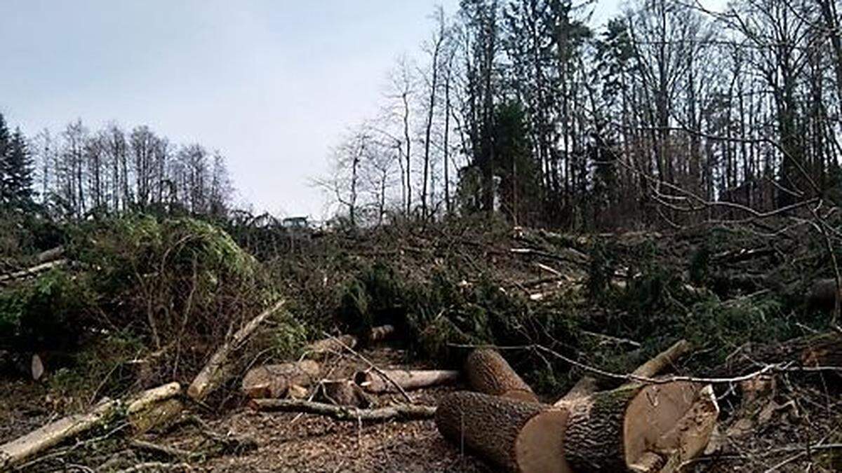 Der Kahlschlag vor wenigen Wochen empörte Anrainer.