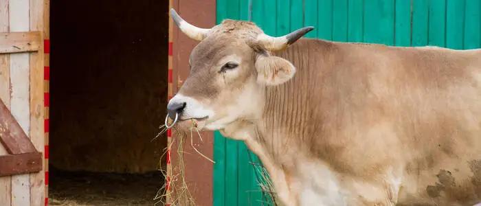 In Pfunds kam es zu der tödlichen Stier-Attacke (Symbolbild).