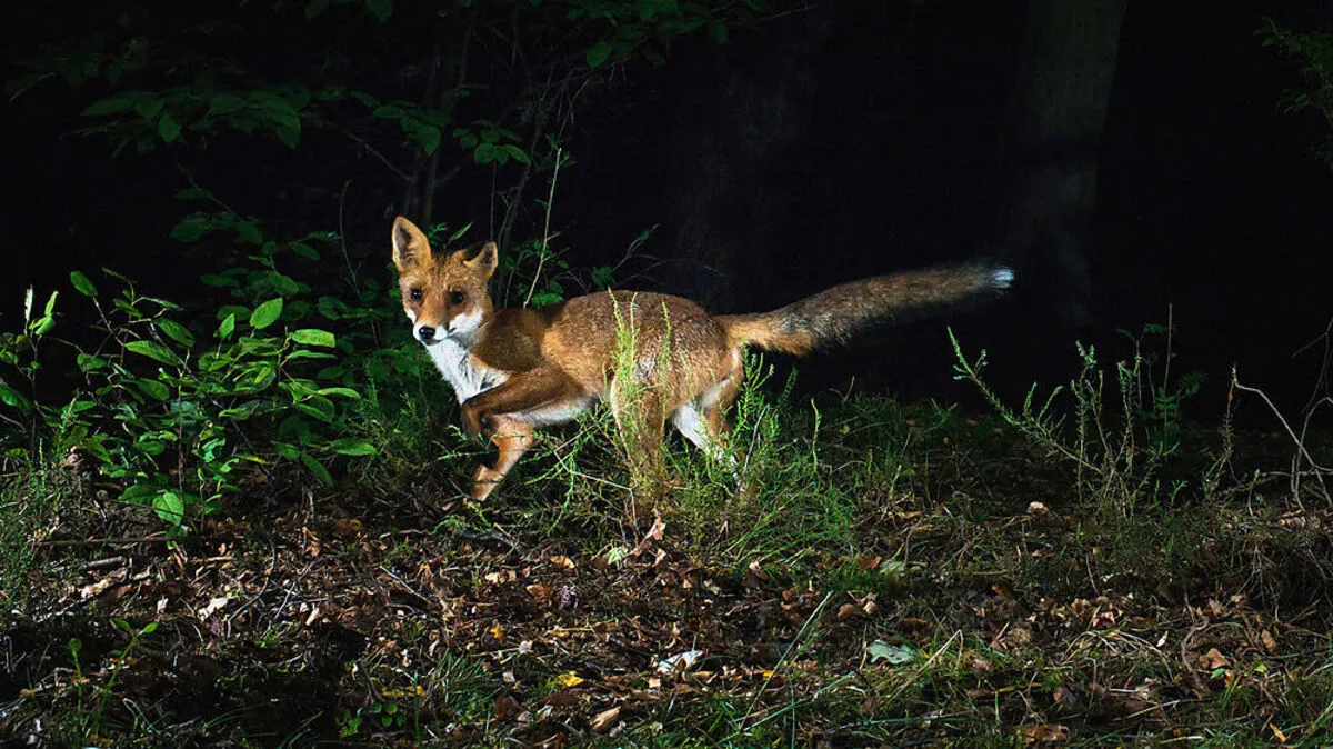 Auch Füchse tummeln sich nachts in den Städten