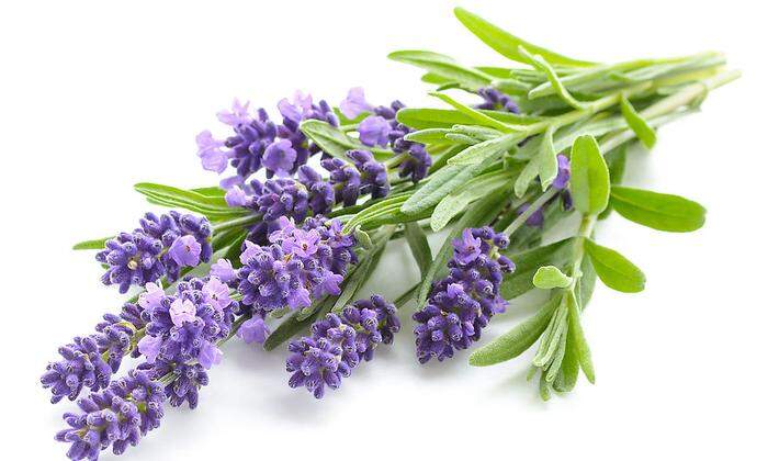 Vorsicht bei der Dosierung: Lavendel ist intensiv im Aroma