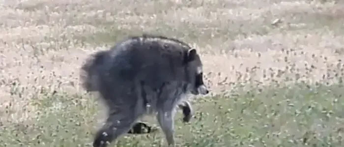 Ein Waschbär mit verkürzter Wirbelsäule pirscht über eine Wiese