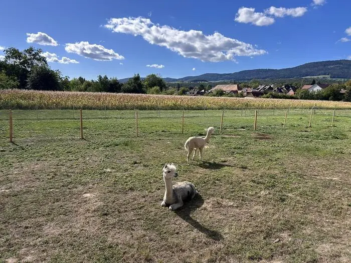 Mittlerweile wohnen auch wieder die Alpakas auf der Weide vor dem Jufa in Pöllau