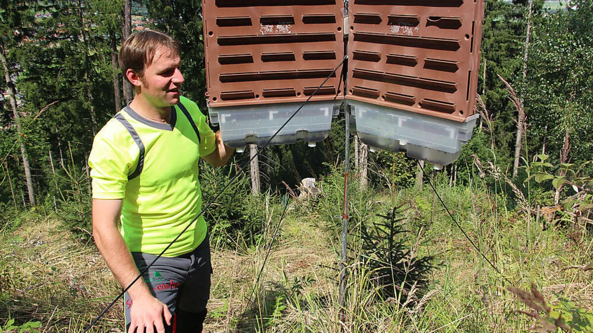 An einer Pheromonfalle zeigt Robert Schmid wie stark der Wald vom Borkenkäfer befallen ist