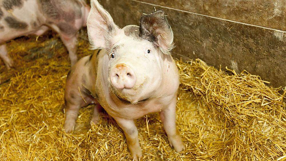 Viele Schweinebauern in Feistritztal fordern einen neuen Berechnungsschlüssel