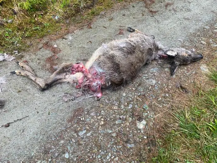 Auch dieses tote Reh in Michaelerberg wird nun begutachtet