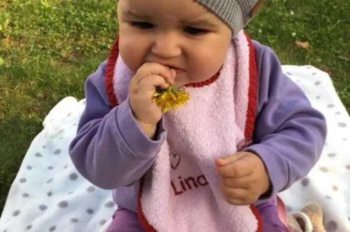 Die kleine Lina-Sophie will wissen, ob der frische Löwenzahn wohl schmeckt.