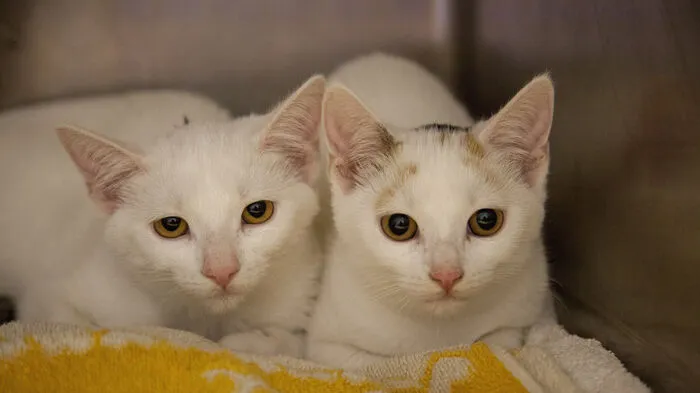Mittwoch zu Mittag wurde eine Katzenmutter samt Kindern auf den Tierschutzhof Pfotenhilfe in Lochen (OÖ/Sbg. Grenzregion) gebracht.