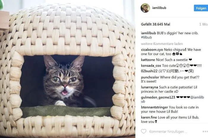 Aufgrund einer genetischen Mutation musste sie mit dem Fläschchen groß gezogen werden. Sie leidet an Polydaktylie und Dwarfismus. Lil Bub beweist, dass man auch mit Andersartigkeit punkten kann. Daumen hoch!