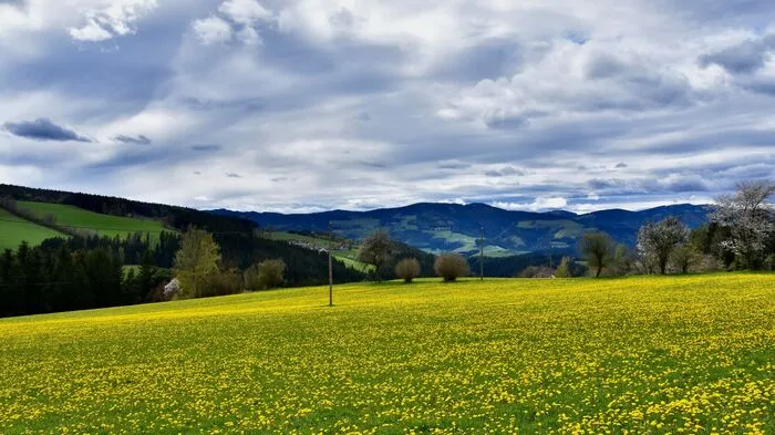 Diese Wiese mit unzähligen blühenden Löwenzähnen in Miesenbach hat Gerlinde Privschek fotografiert.