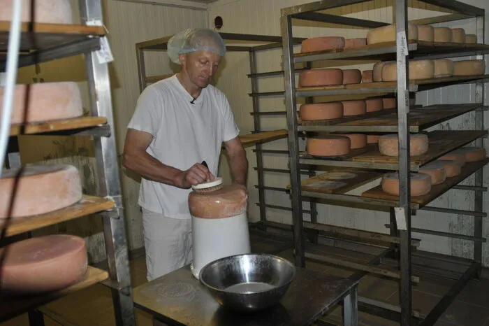 Bei Rupert Tax in Bärnbach, der rund 100 ostfriesische Milchschafe hält, wird die Erzeugung von Käse gezeigt.