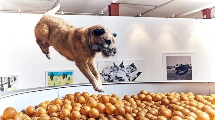 Eine überdimensionale Futterschüssel, gefüllt mit Bällen, die wie Hundefutter aussehen, aber zum Hineinhüpfen einladen.