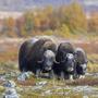 Die Permafrostböden der Tundra tauen weiter auf