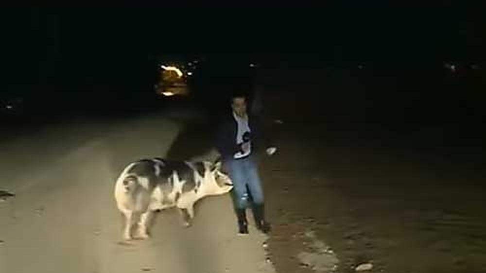 Reporter wird bei Liveübertragung von Schwein verfolgt
