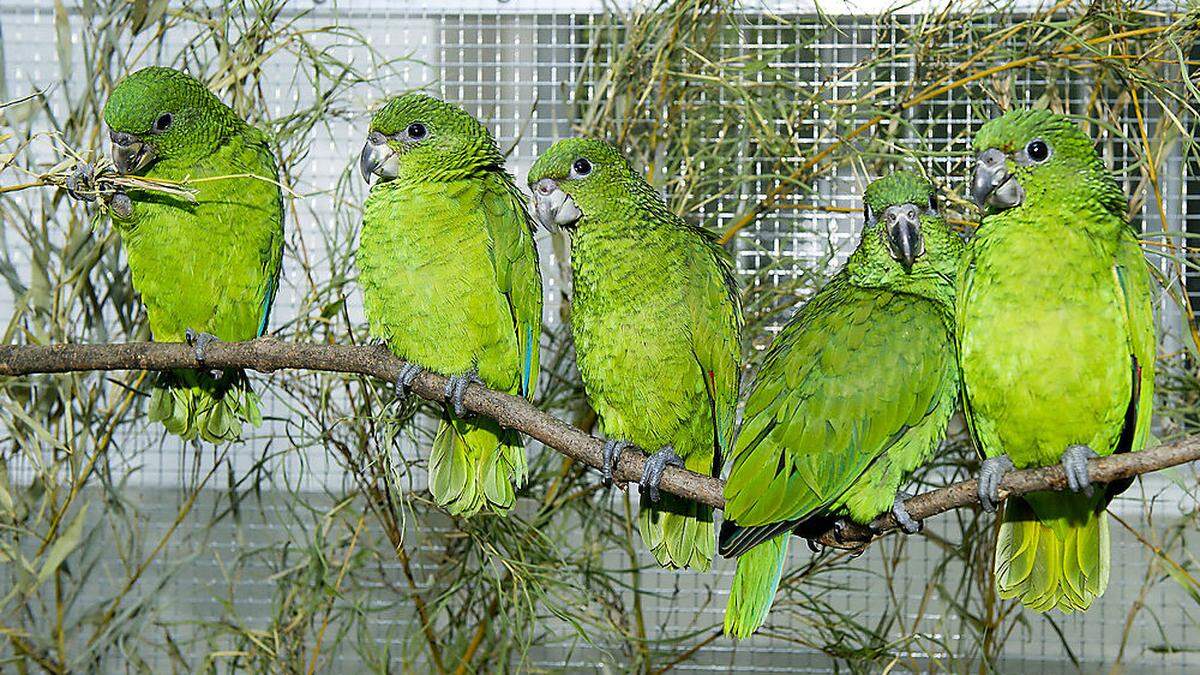 Grüne Papageien im Tiergarten Schönbrunn in Wien