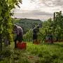 Kaum geht die Sonne über den Weinbergen auf, sind die Weinleserinnen und -leser im Einsatz