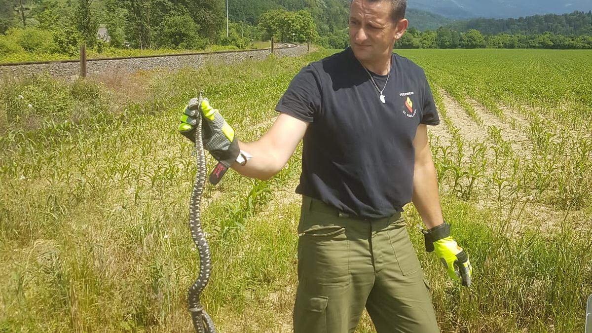 Das Reptil wurde nahe des Granitzbaches wieder in die Freiheit entlassen