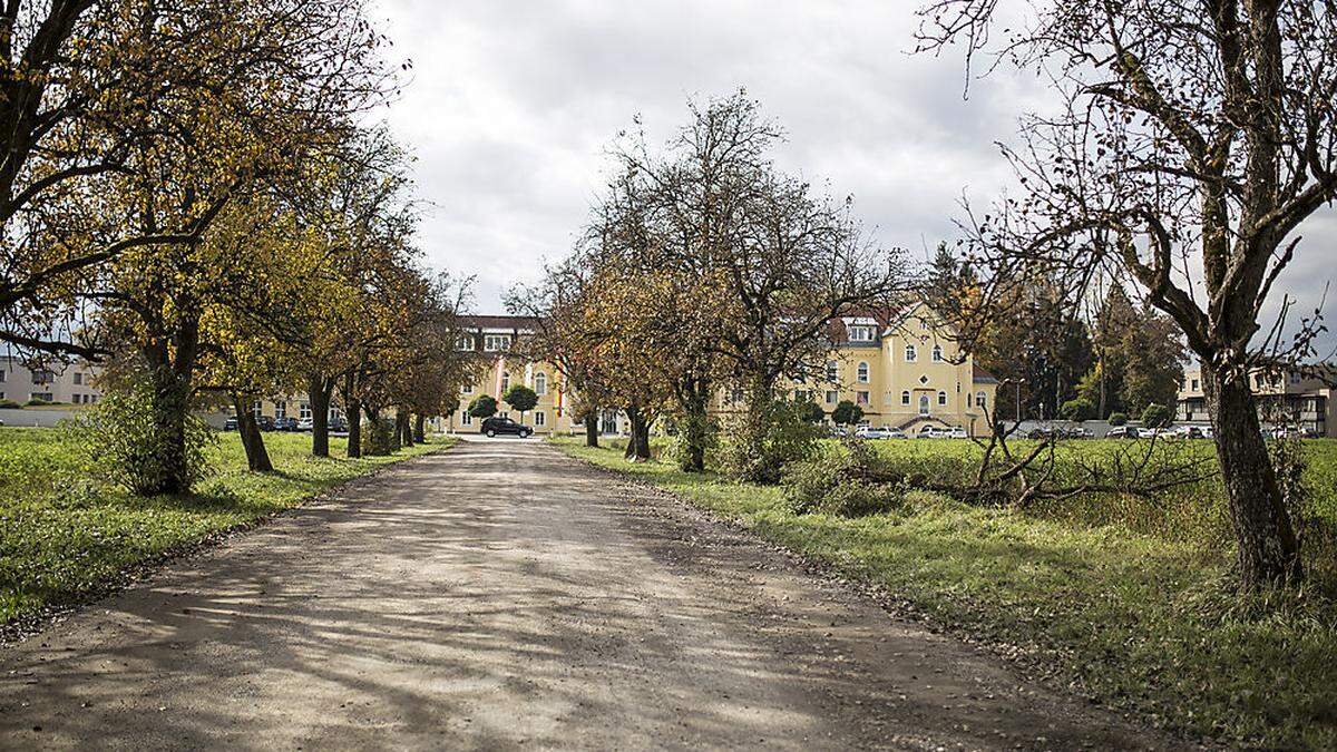 Die Birnbaumallee in Harbach ist 200 Jahre alt