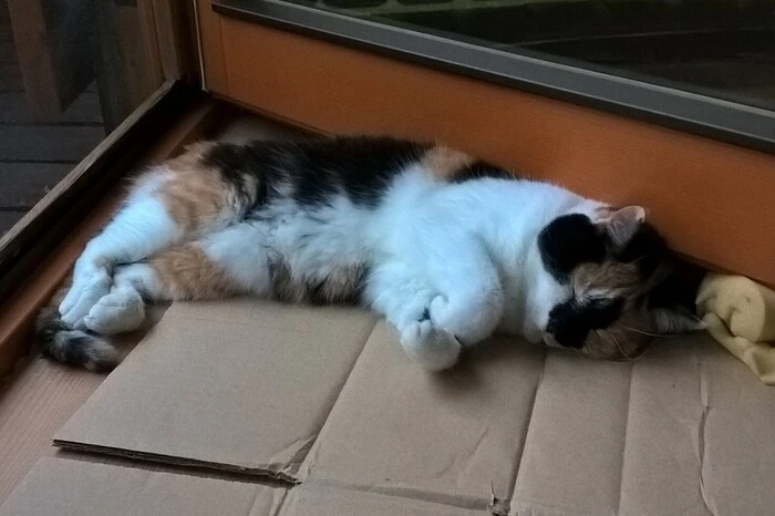 Katzendame Puschel von Leserreporterin Johanna Huber genießt die Herbstsonne. Mit ihren 17 Jahren verbringt die Katze ihre Zeit am allerliebsten schlafend.