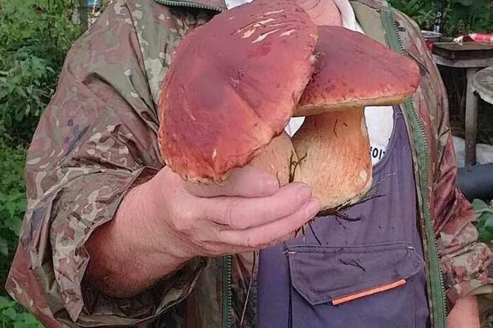 Schwammerlkönig Viktor aus Bärnbach hat wieder einen schönen Fund gemacht und Steinpilze...