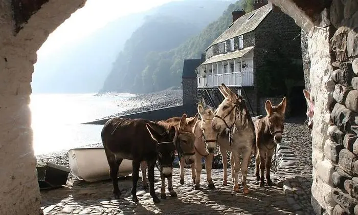 Die Esel von Clovelly arbeiten heute als Fotomodelle