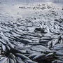Tonnen toter Fische wurdne geborgen (Themembild)