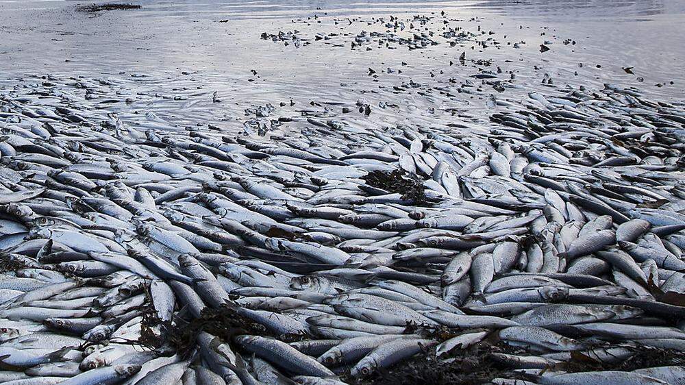 Tonnen toter Fische wurdne geborgen (Themembild)
