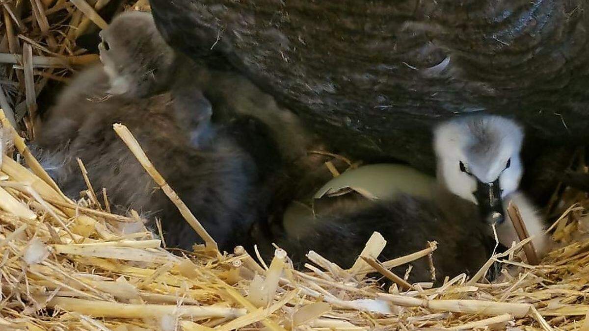 Die Küken kuscheln sich an ihre Mama