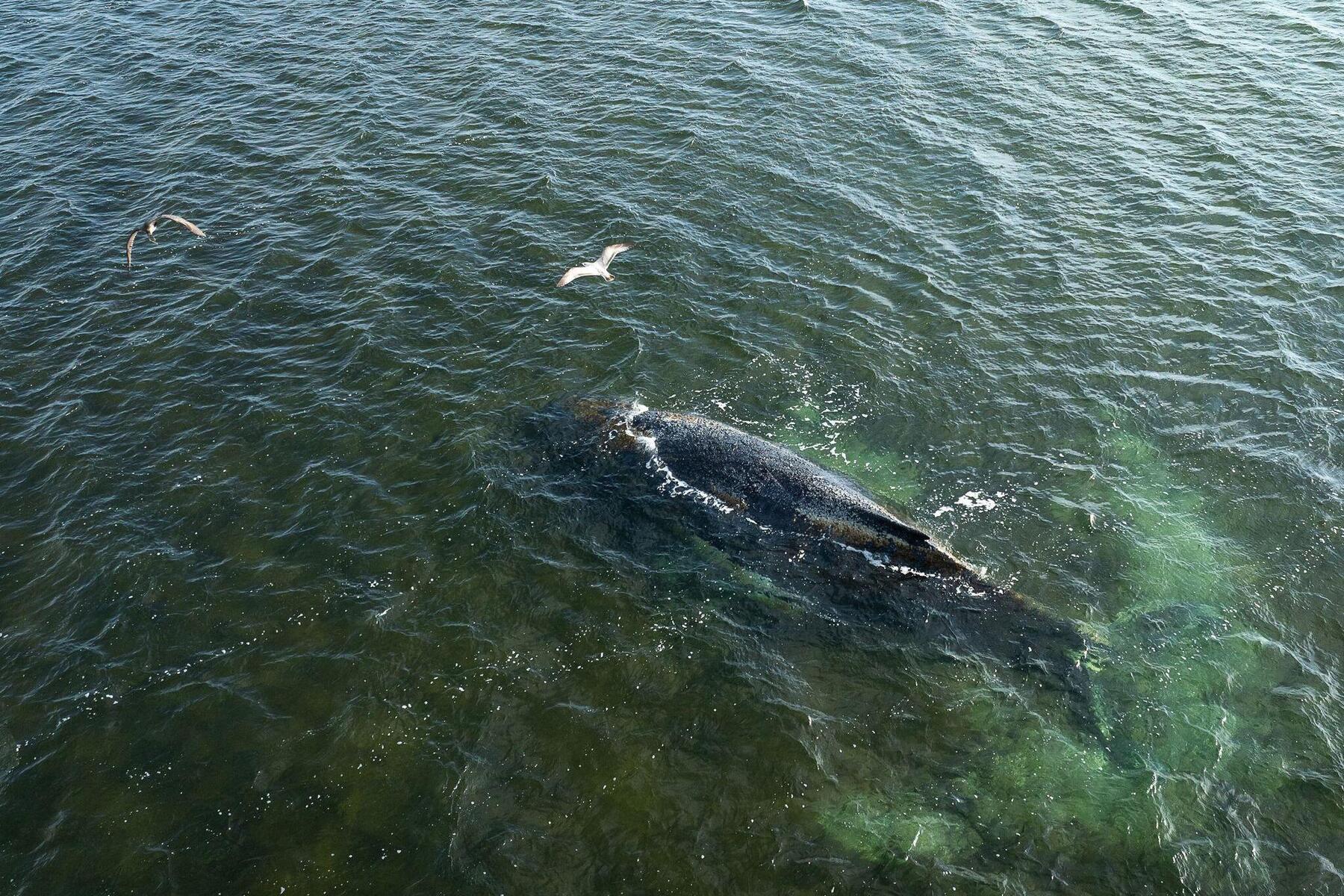 Schlechte Prognosen: Buckelwal vor Ostseeküste: Timmy sitzt vor Insel Poe fest