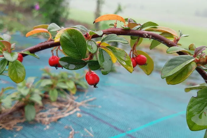 Auch diese Herbstimpression stammt von Johanna Huber.