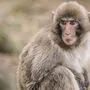 Ab heute, 1. April, können die Makaken am Affenberg besucht werden