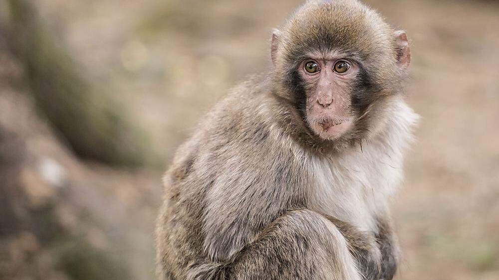 Ab heute, 1. April, können die Makaken am Affenberg besucht werden