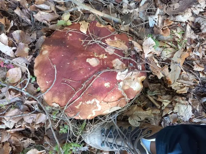 Der Hutdurchmesser beträgt 31 Zentimeter