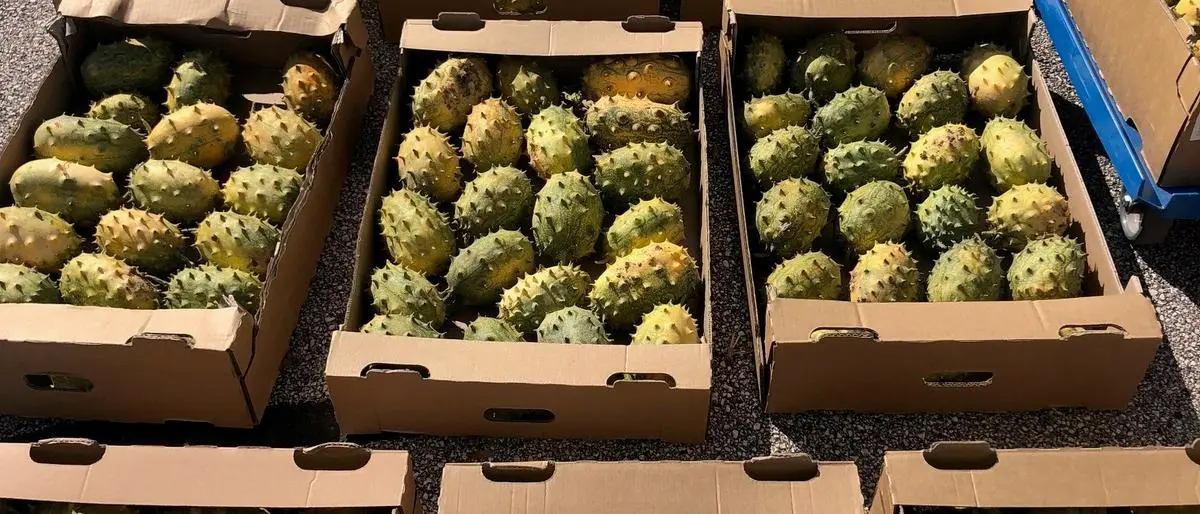 Mehrere Kisten mit Kiwanos | Seit 2017 findet man im Lavanttal Kiwanos