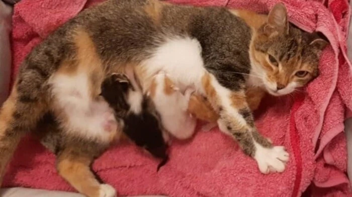 Die "Kittenflut" bei in der "Tierhilfe Lavanttal - Tiereck.at" begann dieses Jahr am 21. März mit der Geburt der vier Babys von Mutterkatze Chipsy.