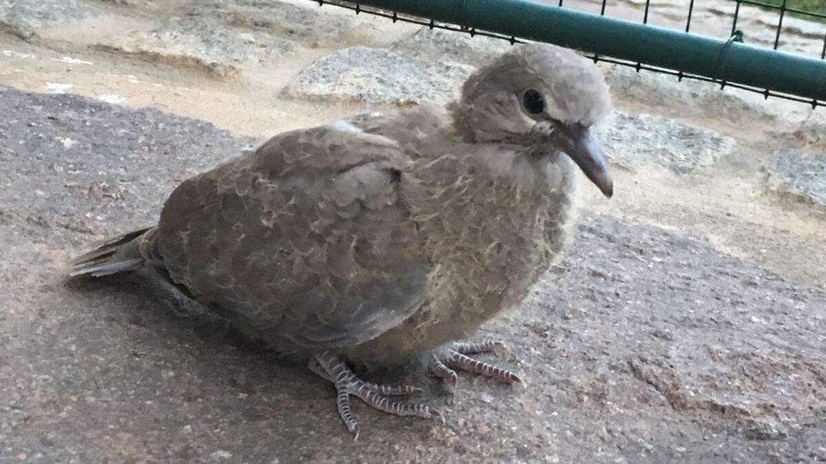 Jungvögeln fehlt noch der typische schwarze Ring am Nacken