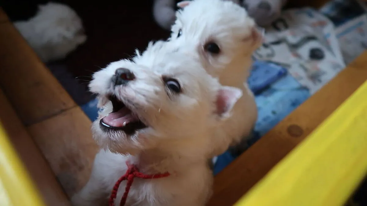 Die drei Welpen sind sechs Wochen alt und aufgeweckte Kerlchen