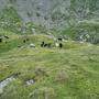 Schafe sind in Osttirol in Gefahr, es kommt fast wöchentlich zu Rissen 