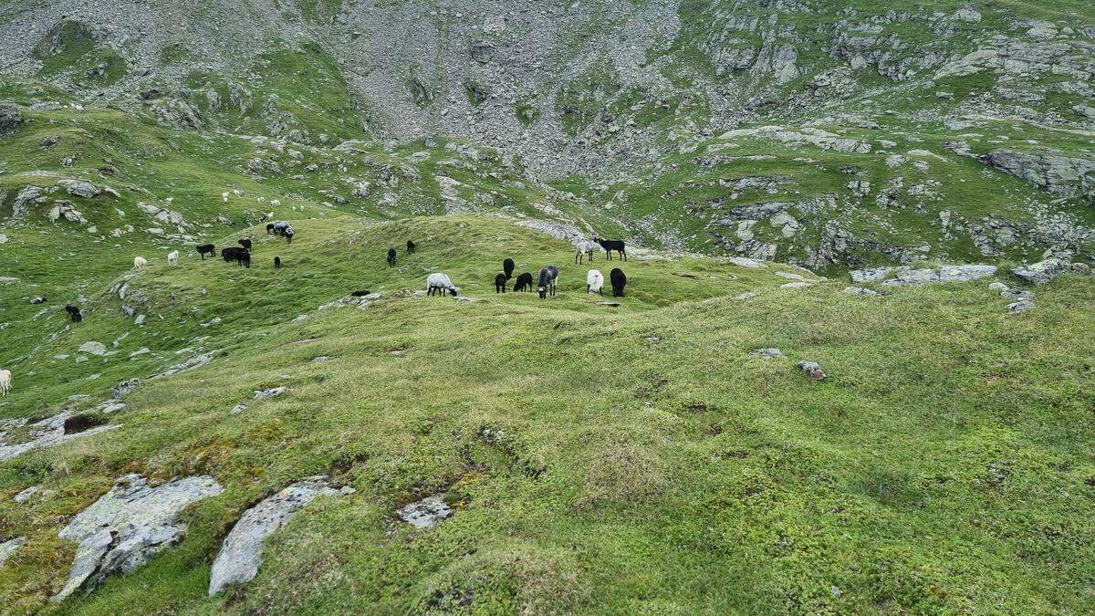 Schafe sind in Osttirol in Gefahr, es kommt fast wöchentlich zu Rissen 