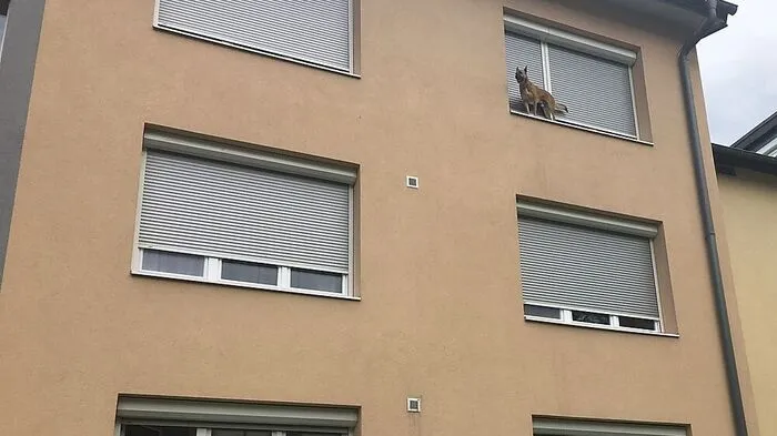 Hund Coco war unter der Jalousie durch gekrochen